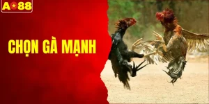 Chọn Gà Mạnh Theo Cao Thủ Giúp Bạn Bắt Trúng Thần Kê